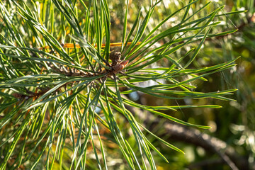 close-up - coniferous pine twig with pine green needles in the forest on a summer day