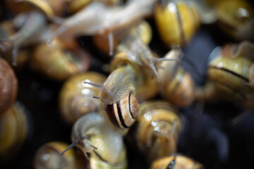 many  live europian colored  garden snails very close in details  crawling on a black glass. Multicolored snail background