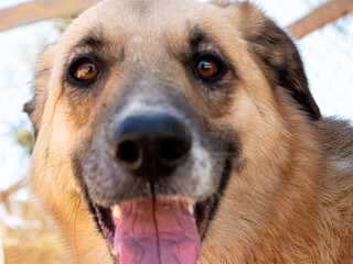 A very friendly and cheerful brown-eyed blond dog looks into the camera close-up
