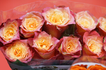 Amazing pink-yellow roses as fine background