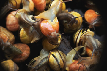 many  live europian colored  garden snails very close in details  crawling on a black glass. Multicolored snail background