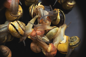 many  live europian colored  garden snails very close in details  crawling on a black glass. Multicolored snail background