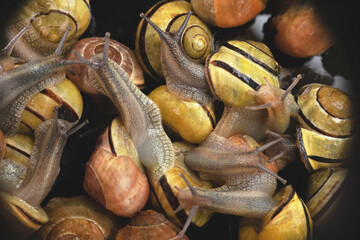 many  live europian colored  garden snails very close in details  crawling on a black glass. Multicolored snail background