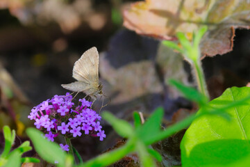 Gros plan papillon sur une fleur