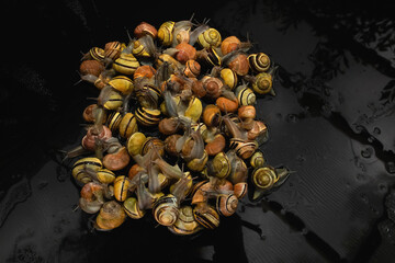 many  live europian colored  garden snails very close in details  crawling on a black glass. Multicolored snail background