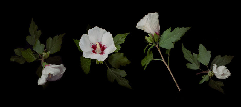 Beautiful shoe flower.isolate on black background ,close up shot of colorful tropical flora