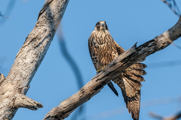 Peregrine Falcon (Falco peregrinus) in Bolsa Chica Ecological Reserve, California, USA