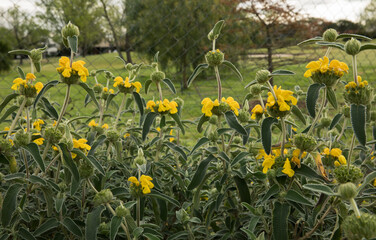 Gardening and landscaping. Phlomis fruticosa plant, also known as Jerusalem sage, beautiful green leaves and flowers of yellow petals blooming in the garden.
