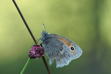 Nahansicht eines Schmetterlings - Kleines Wiesenvögelchen
