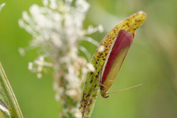 Nahansicht eines Rhabarberzünsler