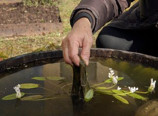 Gardening. Closeup view of a female gardener hands removing algae from the artificial pond made in a wooden barrel, growing aquatic plants with floating leaves and white blooming flowers. 