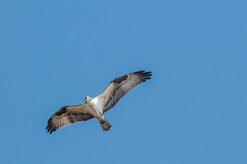 Osprey (Pandion haliaetus) in Bolsa Chica Ecological Reserve, California, USA