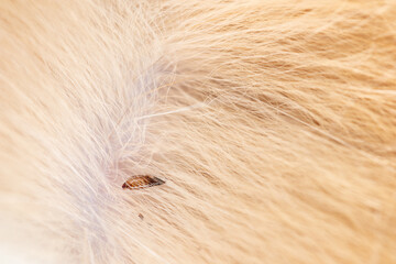 Flea in cat fur close up. Macro flea parasites in pets.