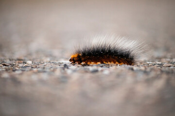 Close-up of a Garden Tiger Caterpillar walking/crawling on the asphalt with heavy bokeh in the fore and background