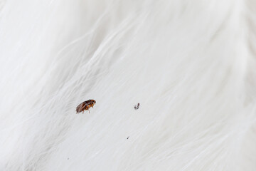 Flea in cat fur close up. Macro flea parasites in pets.