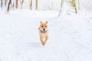 redhead dog with a scarf for a walk in a snowy winter forest