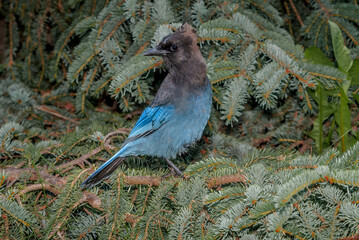 Steller’s Jay (Cyanocitta stelleri) in coniferous forest, Anchorage, Alaska, USA