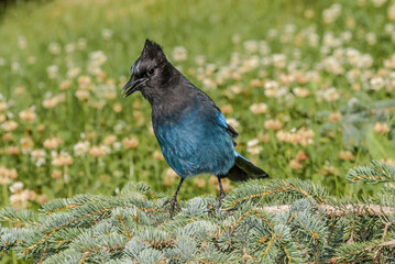 Steller’s Jay (Cyanocitta stelleri) in coniferous forest, Anchorage, Alaska, USA