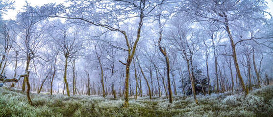 nice winter landscape at sunrise and sunset