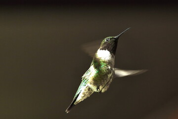 Ruby-Throated Hummingbird