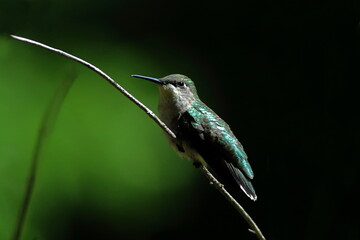 Ruby-Throated Hummingbird