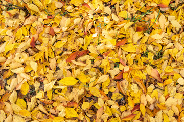Yellow and Orange Autumn Leaves Background. Colorful fall season leaves lying on the ground.