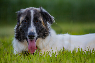 Anatolian livestock guardian dog puppy