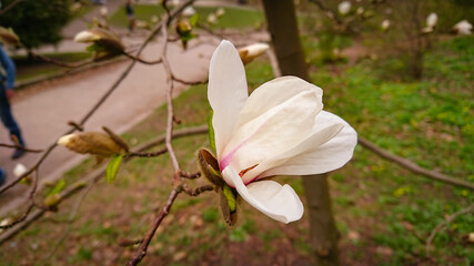 Flower And Buds Of The Magnolia Grandiflora, The Southern Magnolia Or Bull Bay, Tree Of The Family Magnoliaceae