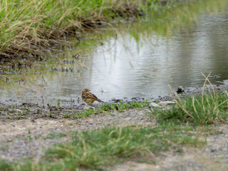 Vögel am Wasserloch