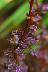 Leaves in the September rain in Quebec, Canada
