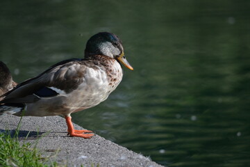 Duck on edge