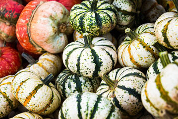 Small pumpkins
