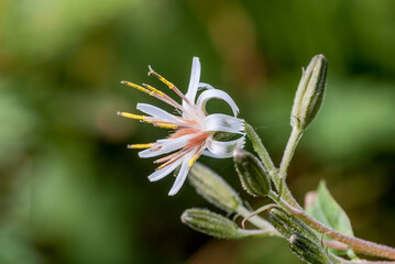 Western Rattlesnake Root (Prenanthes alba) at Chowiet Island, Semidi Islands, Alaska, USA
