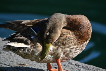 Duck grooming