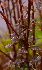 Leaves in the September rain in Quebec, Canada