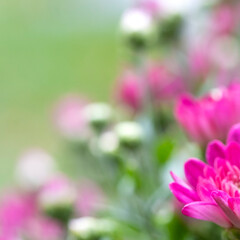 Pink Chrysanthemums in Shallow Depth of Field Creating a Dreamy Soft Color Background