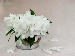 Beautiful bouquet of light milky peonies in rounded metal box isolated on pink background with free copyspace for text,image for greeting holiday card,wallpaper,calendar,poster,spring floral postcard