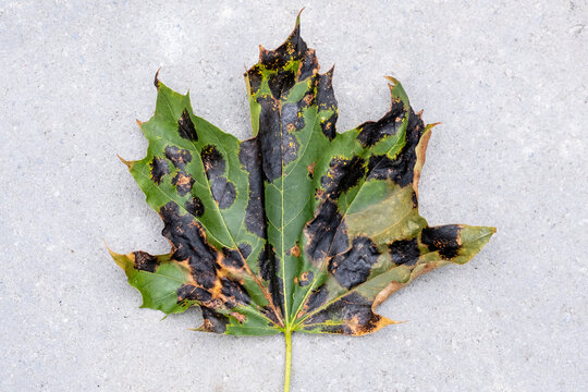 Closeup of a Fallen Maple Leaf Covered with Black Tar Spots