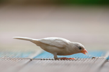 Rare mutant white sparrow catches insects