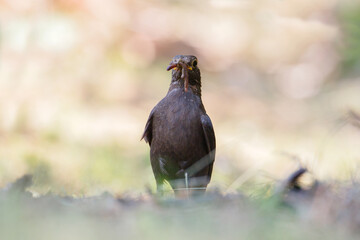 Turdus merula catching earthworms on the ground