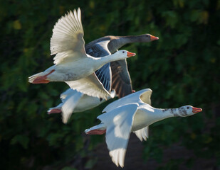 Pair of Flying Graylag Goose Anser anser Costa Ballena Cadiz