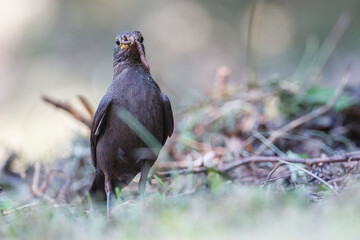 Turdus merula catching earthworms on the ground