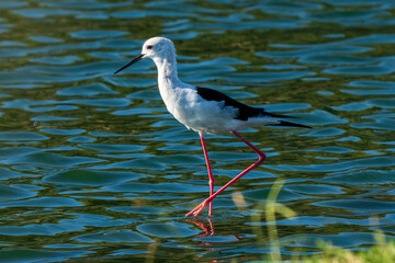 Black-winged Stilt Himantopus himantopus Costa Ballena Cadiz