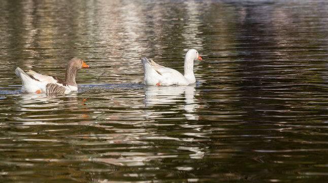 ave, natureza, animais, fauna, alv&eacute;ola, in&oacute;spito, bico, relva, negro, branco, verde, pena, ala, pequeno, alba, pardal, braun, cinza, primavera, pega