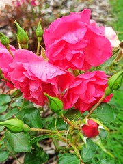 closeup picture of beautiful roses in the garden