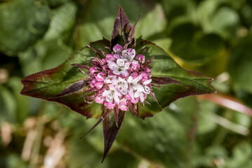 Сaptiate Мalerian (Valeriana capitata) at St. George Island, Pribilof Islands, Alaska, USA