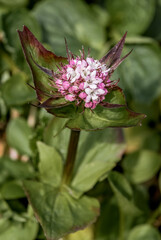 Сaptiate Мalerian (Valeriana capitata) at St. George Island, Pribilof Islands, Alaska, USA