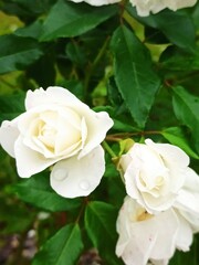 closeup picture of beautiful roses in the garden