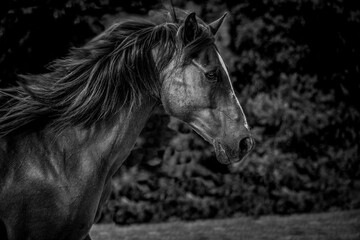 black and white horse portrait
