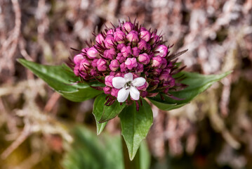 Сaptiate Мalerian (Valeriana capitata) at St. George Island, Pribilof Islands, Alaska, USA